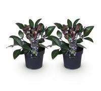 Green BoutiQ - Plante de Jardin - Rose de Noël - Helleborus lividus Purple Marble - Fleur Violette - 2 Plantes - Persistante - Pot de 14cm Hauteur 35cm