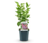 Green boutiQ - Plante de jardin - Syringa vulgaris Michel Buchner - Sering commune - Résistante à l'hiver - Rose - 1 Plante - Pot de 17cm - Hauteur 45cm