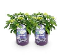 Green boutiQ - Plante de terrasse - Hortensia - Hydrangea Forever & Ever - Blanc - 7-12 Fleurs - 2 Plantes - Pot 23cm Hauteur 55cm