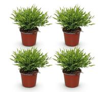 Green boutiQ - Plante d'intérieur - Bamusa Pogonatherum Monica - Herbe de bambou - Amicale pour les animaux - Vert - 4 Plantes - Pot 12cm - Hauteur 30-35cm