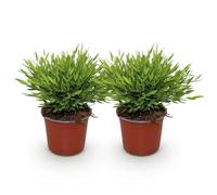 Green boutiQ - Plante d'intérieur - Bamusa Pogonatherum Monica - Herbe de bambou - Amie des animaux - Vert - 2 Plantes - Pot 12cm - Hauteur 30-35cm