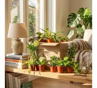 Green boutiQ - Plante d'intérieur - Box Seconde Chance Verte - Vert - Entretien facile - 12 Plantes - avec Panier - Pot 10,5-12cm - Hauteur 15-45cm