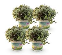 Green boutiQ - Plante d'intérieur - Calissia repens - Herbe à chat - Amie des animaux - Vert - 4 Plantes - Pot 12cm - Hauteur 17-20cm