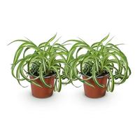 Green boutiQ - Plante d'intérieur - Chlorophytum comosum Bonnie - Lys de la paix ondulé - Amical pour les animaux - Panaché - 2 Plantes - Pot 12cm - Hauteur 20-25cm