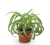 Green boutiQ - Plante d'intérieur - Chlorophytum comosum Bonnie - Lys de la paix ondulé - Plante amie des animaux - Vert - 1 Plante - Pot de 12 cm - Hauteur 20 cm