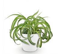 Green boutiQ - Plante d'intérieur - Chlorophytum comosum Bonnie - Lys de la paix ondulé - Plante amie des animaux - Vert - 1 Plante - avec Potter Blanc - Pot de 12 cm - Hauteur 20 cm