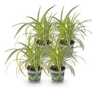 Green boutiQ - Plante d'intérieur - Chlorophytum comosum Variegatum - Herbe à chat - Amie des animaux - Panaché - 4 Plantes - Pot de 12 cm - Hauteur 25-30 cm