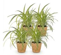 Green boutiQ - Plante d'intérieur - Chlorophytum comosum Variegatum - Plante Araignée Panachée - Plante Amie des Animaux - Verte - 4 Plantes - avec Panier - Pot 12cm - Hauteur 20cm