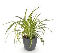 Green boutiQ - Plante d'intérieur - Chlorophytum comosum Variegatum - Plante Araignée Panachée - Plante Amie des Animaux - Verte - 1 Plante - avec Pot Gris - Pot 12cm - Hauteur 20cm