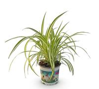 Green boutiQ - Plante d'intérieur - Chlorophytum comosum Variegatum - Plante Araignée Panachée - Plante Amie des Animaux - Verte - 1 Plante - Pot 12cm - Hauteur 20cm