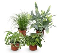 Green boutiQ - Plante d'intérieur - Chlorophytum - Cyperus - Phlebodium - Marantha - Mix de 4 - Plantes Amicales pour Animaux - Vert - 4 Plantes - Pot 12cm - Hauteur 25cm