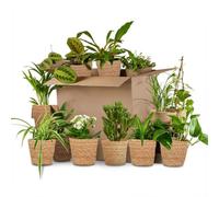 Green boutiQ - Plante d'intérieur - Coffret surprise - Vert - Entretien facile - 12 Plantes - avec Panier - Pot 10,5-12cm - Hauteur 15-45cm