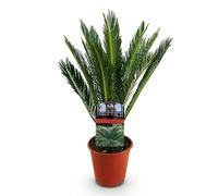 Green boutiQ - Plante d'intérieur - Cycas revoluta - Palmier - Peu d'entretien - Vert - 1 - Pot 14cm - Hauteur 45cm