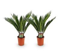 Green boutiQ - Plante d'intérieur - Cycas revoluta - Palmier - Peu d'entretien - Vert - 2 - Pot 17cm - Hauteur 70cm