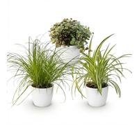 Green boutiQ - Plante d'intérieur - Cyperus - Calissia - Chlorophytum - Mix de 3 - Plantes Amies des Animaux - Vert - 3 Plantes - avec Potter Blanc - Pot 12cm - Hauteur 20cm
