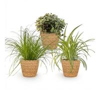 Green boutiQ - Plante d'intérieur - Cyperus - Calissia - Chlorophytum - Mix de 3 - Plantes Amies des Animaux - Vert - 3 Plantes - avec Panier - Pot 12cm - Hauteur 20cm