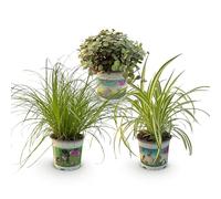 Green boutiQ - Plante d'intérieur - Cyperus - Calissia - Chlorophytum - Mix de 3 - Plantes Amies des Animaux - Vert - 3 Plantes - Pot 12cm - Hauteur 20cm