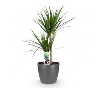 Green boutiQ - Plante d'intérieur - Dragonnier - Dracaena Marginata - Vert - Entretien facile - 1 Plante - avec Pot Potter Gris - Pot 21cm - Hauteur 90-100cm