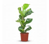 Green boutiQ - Plante d'intérieur - Ficus Lyrata - Figuier lyre - Vert - Entretien facile - 1 Plante - Pot 21cm - Hauteur 75-85cm