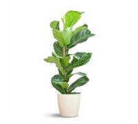 Green boutiQ - Plante d'intérieur - Figuier lyre - Ficus Lyrata - Vert - Entretien facile - 1 Plante - avec Potter Blanc - Pot 21cm - Hauteur 75-85cm