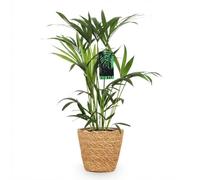 Green boutiQ - Plante d'intérieur - Howea Forsteriana - Palmier Kentia - Peu d'entretien - Vert - 1 Plante - avec Panier - Pot 19cm - Hauteur 80-85cm