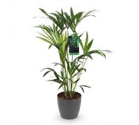 Green boutiQ - Plante d'intérieur - Howea Forsteriana - Palmier Kentia - Peu d'entretien - Vert - 1 Plante - avec Pot Gris - Pot 19cm - Hauteur 80-85cm