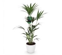 Green boutiQ - Plante d'intérieur - Howea Forsteriana - Palmier Kentia - Peu d'entretien - Vert - 1 Plante - avec Potter Blanc - Pot 21cm - Hauteur 120-130cm