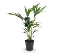 Green boutiQ - Plante d'intérieur - Howea Forsteriana - Palmier Kentia - Peu d'entretien - Vert - 1 plante - Pot 17cm - Hauteur 70-75cm
