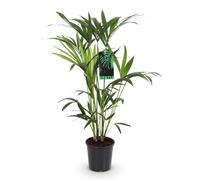 Green boutiQ - Plante d'intérieur - Howea Forsteriana - Palmier Kentia - Peu d'entretien - Vert - 1 plante - Pot 19cm - Hauteur 80-85cm