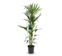Green boutiQ - Plante d'intérieur - Howea Forsteriana - Palmier Kentia - Peu d'entretien - Vert - 1 plante - Pot 24cm - Hauteur 140-150cm