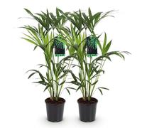Green boutiQ - Plante d'intérieur - Howea Forsteriana - Palmier Kentia - Peu d'entretien - Vert - 2 plantes - Pot 19cm - Hauteur 80-85cm