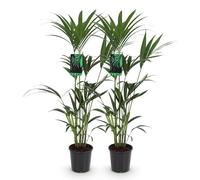 Green boutiQ - Plante d'intérieur - Howea Forsteriana - Palmier Kentia - Peu d'entretien - Vert - 2 plantes - Pot 21cm - Hauteur 120-130cm