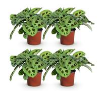 Green boutiQ - Plante d'intérieur - Maranta Fascinator Kerchoveana - Plante de prière - Amie des animaux - Vert - 4 Plantes - Pot 12cm - Hauteur 30-35cm