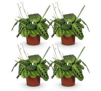 Green boutiQ - Plante d'intérieur - Maranta Fascinator Lemon Lime - Plante de prière - Plante conviviale pour les animaux - Vert - 1 Plante - Pot 12cm - Hauteur 25cm