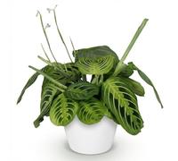 Green boutiQ - Plante d'intérieur - Maranta Fascinator Lemon Lime - Plante de prière - Plante conviviale pour les animaux - Vert - 1 Plante - avec Potter Blanc - Pot 12cm - Hauteur 25cm