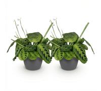 Green boutiQ - Plante d'intérieur - Maranta Fascinator Lemon Lime - Plante de prière - Plante conviviale pour les animaux - Vert - 2 Plantes - avec Pot Gris - Pot 12cm - Hauteur 25cm