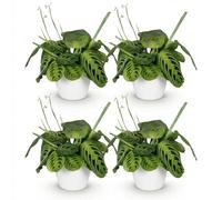 Green boutiQ - Plante d'intérieur - Maranta Fascinator Lemon Lime - Plante de prière - Plante conviviale pour les animaux - Vert - 4 Plantes - avec Potter Blanc - Pot 12cm - Hauteur 25cm