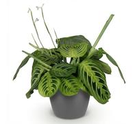 Green boutiQ - Plante d'intérieur - Maranta Fascinator Lemon Lime - Plante de prière - Plante conviviale pour les animaux - Vert - 1 Plante - avec Pot Gris - Pot 12cm - Hauteur 25cm