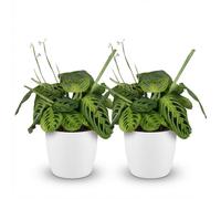 Green boutiQ - Plante d'intérieur - Maranta Fascinator Lemon Lime - Plante de prière - Plante conviviale pour les animaux - Vert - 2 Plantes - avec Potter Blanc - Pot 12cm - Hauteur 25cm