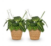 Green boutiQ - Plante d'intérieur - Maranta Fascinator Lemon Lime - Plante de prière - Plante conviviale pour les animaux - Vert - 2 Plantes - avec Panier - Pot 12cm - Hauteur 25cm