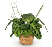 Green boutiQ - Plante d'intérieur - Maranta Fascinator Lemon Lime - Plante de prière - Plante conviviale pour les animaux - Vert - 1 Plante - avec Panier - Pot 12cm - Hauteur 25cm
