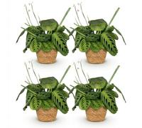 Green boutiQ - Plante d'intérieur - Maranta Fascinator Lemon Lime - Plante de prière - Plante conviviale pour les animaux - Vert - 4 Plantes - avec Panier - Pot 12cm - Hauteur 25cm