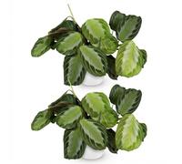 Green boutiQ - Plante d'intérieur - Maranta Fascinator Silverband - Plante de prière - Plante amie des animaux - Verte - 2 Plantes - avec Potter Blanc - Pot 12cm - Hauteur 25cm