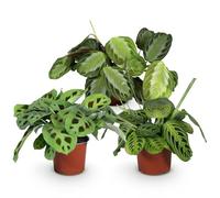 Green boutiQ - Plante d'intérieur - Marantha Silverband, Marantha Lemon Lime Marantha Kerchoveana - Plante à prière - Plante amie des animaux - Vert - 3 Plantes - Pot 12cm - Hauteur 25cm