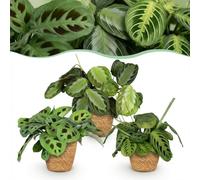 Green boutiQ - Plante d'intérieur - Marantha Silverband, Marantha Lemon Lime Marantha Kerchoveana - Plante à prière - Plante amie des animaux - Vert - 3 Plantes - avec Panier - Pot 12cm - Hauteur 25cm