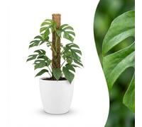 Green boutiQ - Plante d'intérieur - Mini Monstera - Monstera Minima sur Tuteur de Mousse - Vert - Entretien facile - 1 Plante - avec Pot Blanc - Pot 19cm - Hauteur 90cm