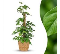 Green boutiQ - Plante d'intérieur - Mini Monstera - Monstera Minima sur Tuteur Mousse - Vert - Entretien facile - 1 Plante - avec Panier - Pot 19cm - Hauteur 90cm