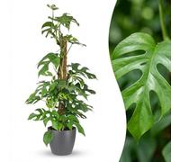 Green boutiQ - Plante d'intérieur - Mini Monstera - Monstera Minima sur tuteur - Vert - Peu d'entretien - 1 Plante - avec Pot Gris - Pot 19cm - Hauteur 90cm