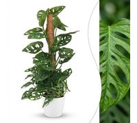 Green boutiQ - Plante d'intérieur - Monkey Mask - Monstera Adansonii sur Tuteur Mousse - Vert - Entretien facile - 1 Plante - avec Pot Blanc - Pot 19cm - Hauteur 90cm