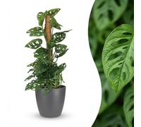 Green boutiQ - Plante d'intérieur - Monkey Mask - Monstera Adansonii sur Tuteur - Vert - Entretien facile - 1 Plante - avec Potter Gris - Pot 19cm - Hauteur 90cm